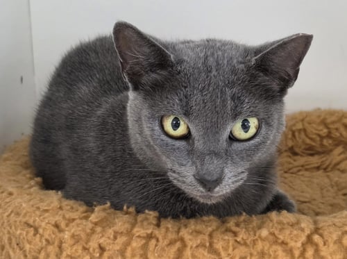 GRACIE LOU FREEBUSH - Domestic Short Hair for adoption in Melbourne