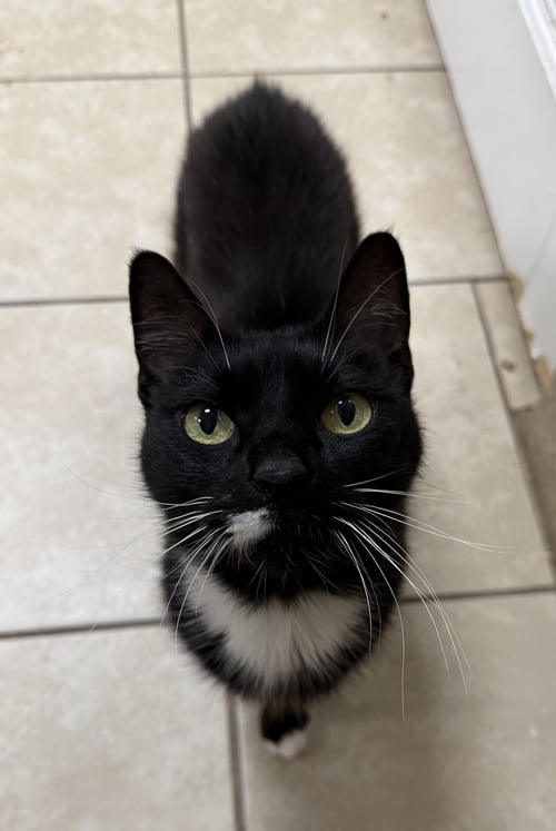 MISS B HAVEN - Domestic Short Hair for adoption in Palm Bay