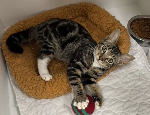 BRYNO - Domestic Short Hair available for adoption