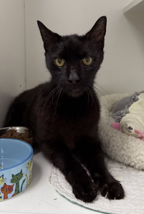B.I.G. - Domestic Short Hair available for adoption
