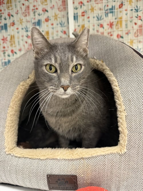 SIBER - Domestic Short Hair available for adoption