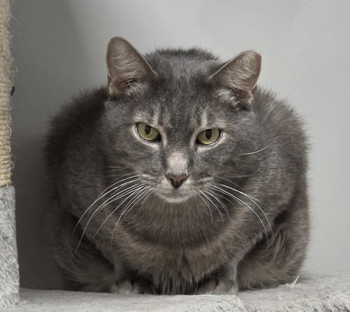 SIBER - Domestic Short Hair for adoption in Melbourne