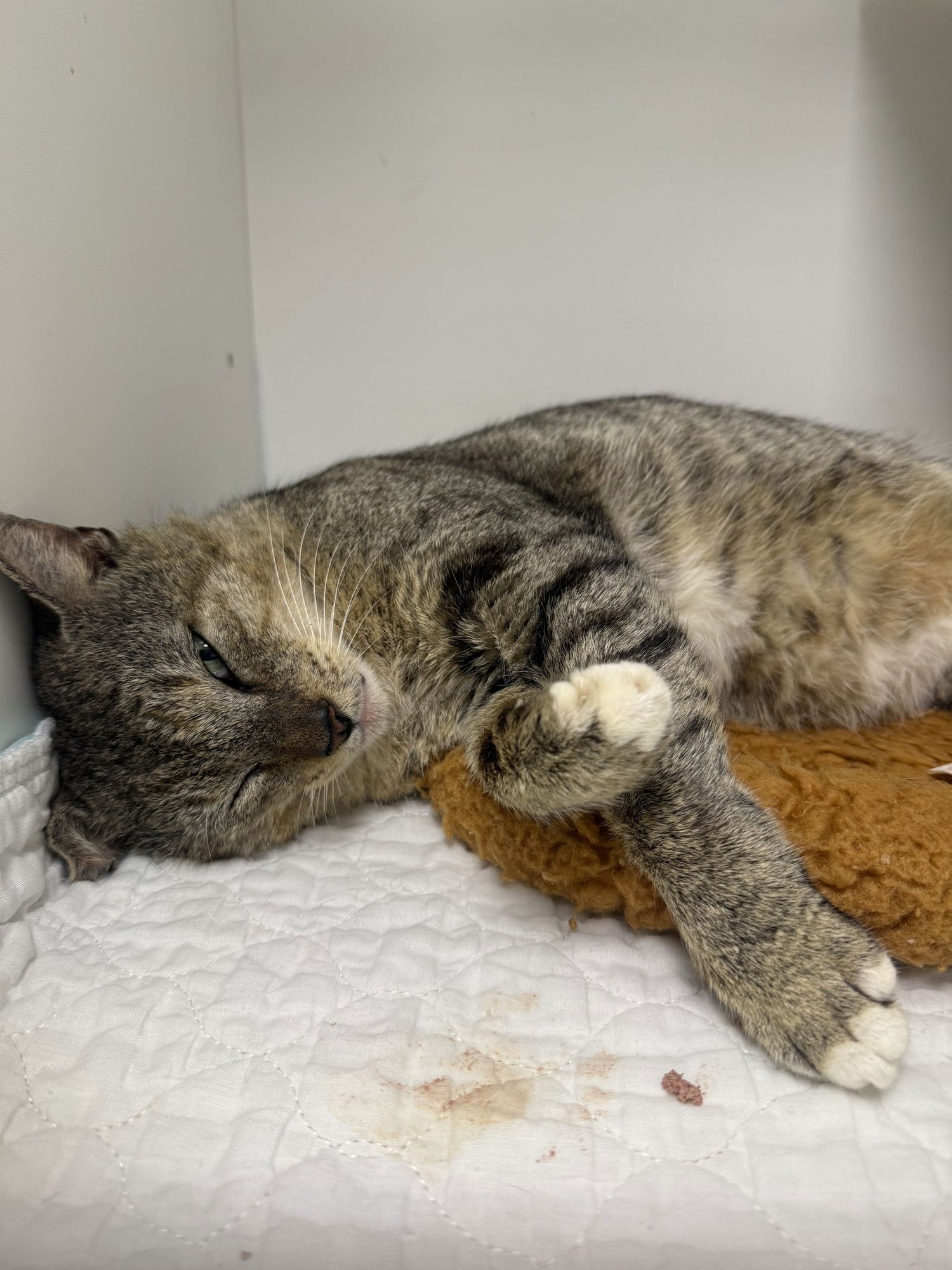 ALOE CC - Domestic Short Hair for adoption in Melbourne