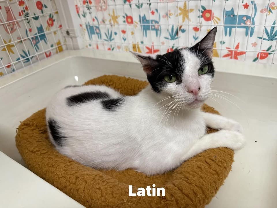 LATINO YO - Domestic Short Hair available for adoption