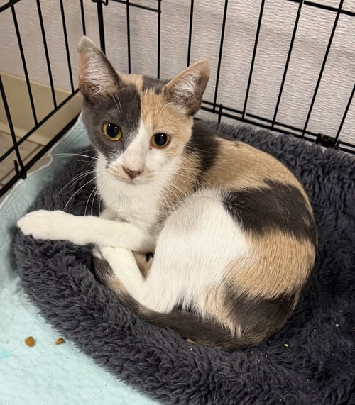 FLAMINGO - Domestic Short Hair available for adoption