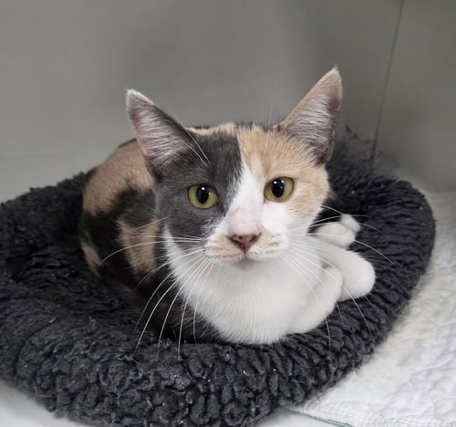 FLAMINGO - Domestic Short Hair available for adoption