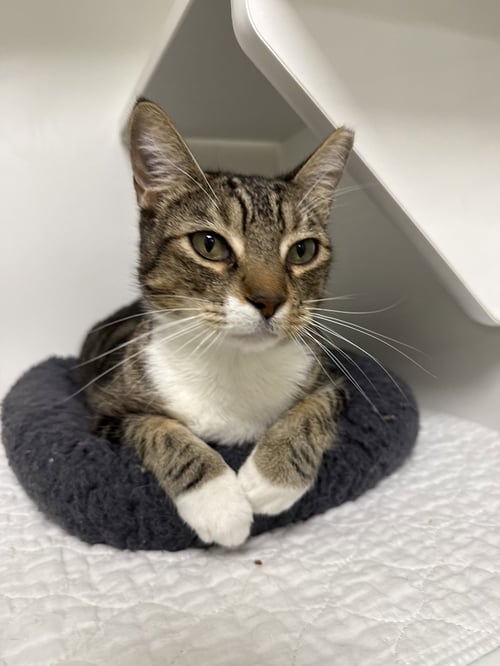 SMALLVILLE - Domestic Short Hair available for adoption