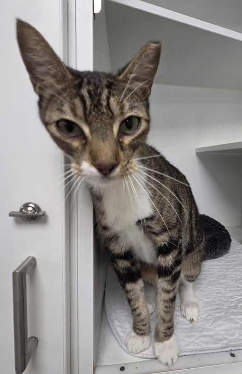 SMALLVILLE - Domestic Short Hair available for adoption