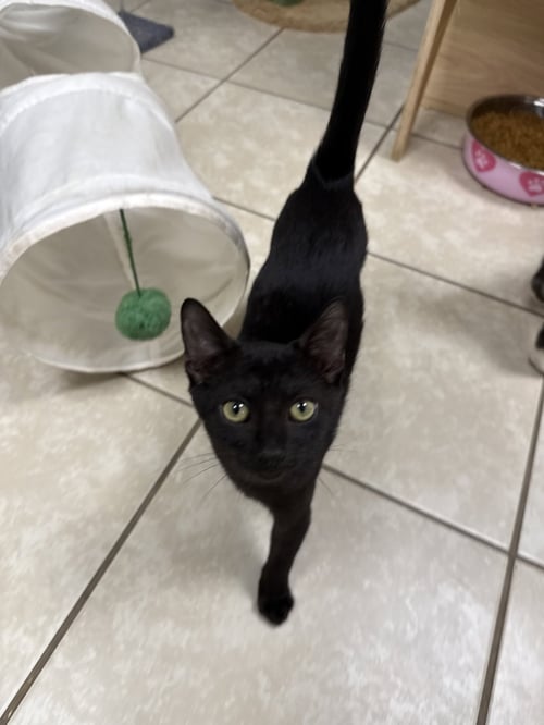 GOPI - Domestic Short Hair available for adoption