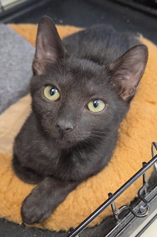 GOPI - Domestic Short Hair available for adoption