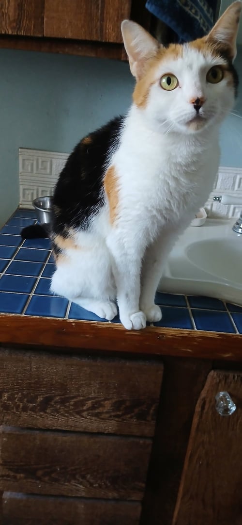 MOON PI - Domestic Short Hair available for adoption