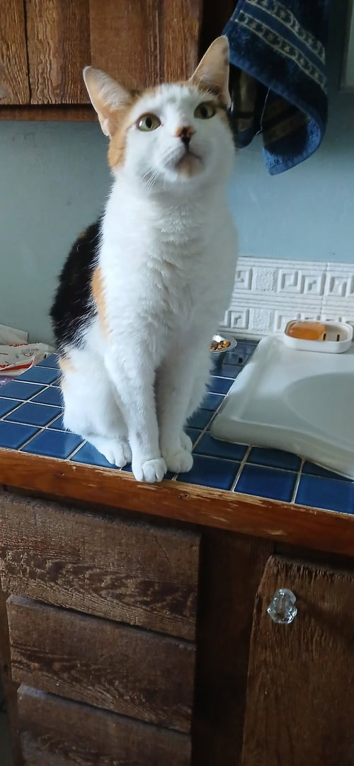 MOON PI - Domestic Short Hair available for adoption