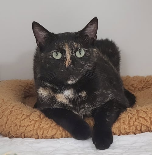 TORBATTY - Domestic Short Hair for adoption in Melbourne