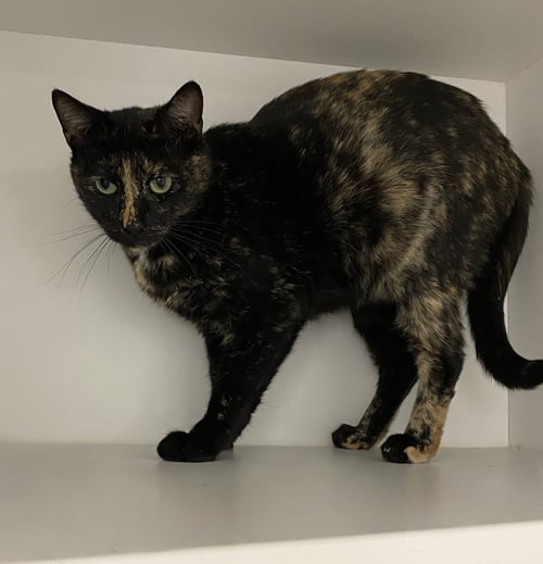 TORBATTY - Domestic Short Hair available for adoption