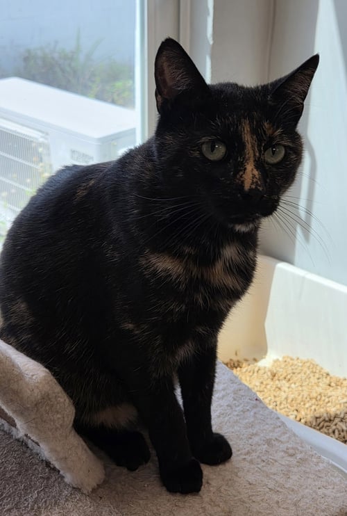 TORBATTY - Domestic Short Hair available for adoption