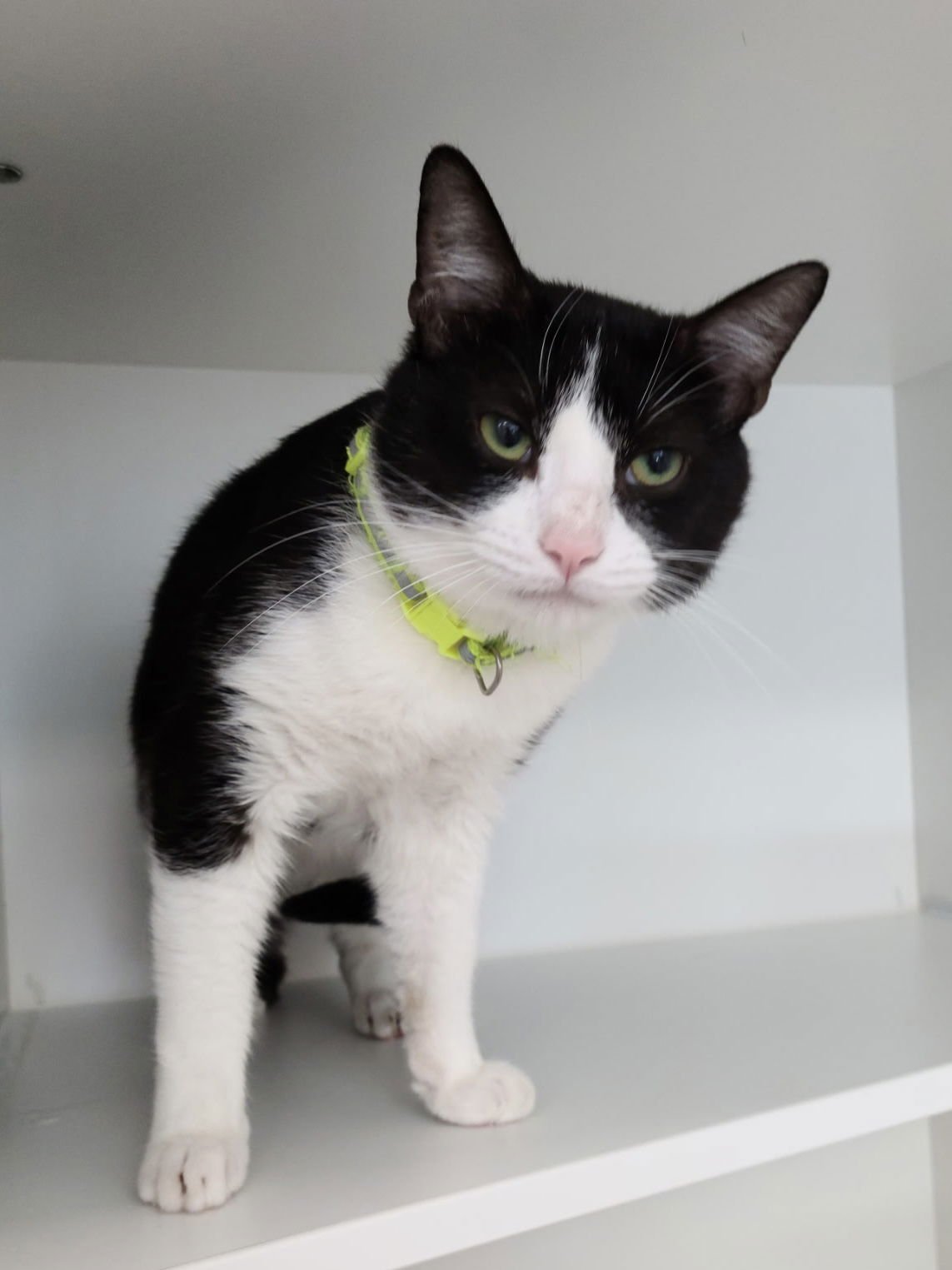 FIEDEL MCKELVEY - Domestic Short Hair available for adoption