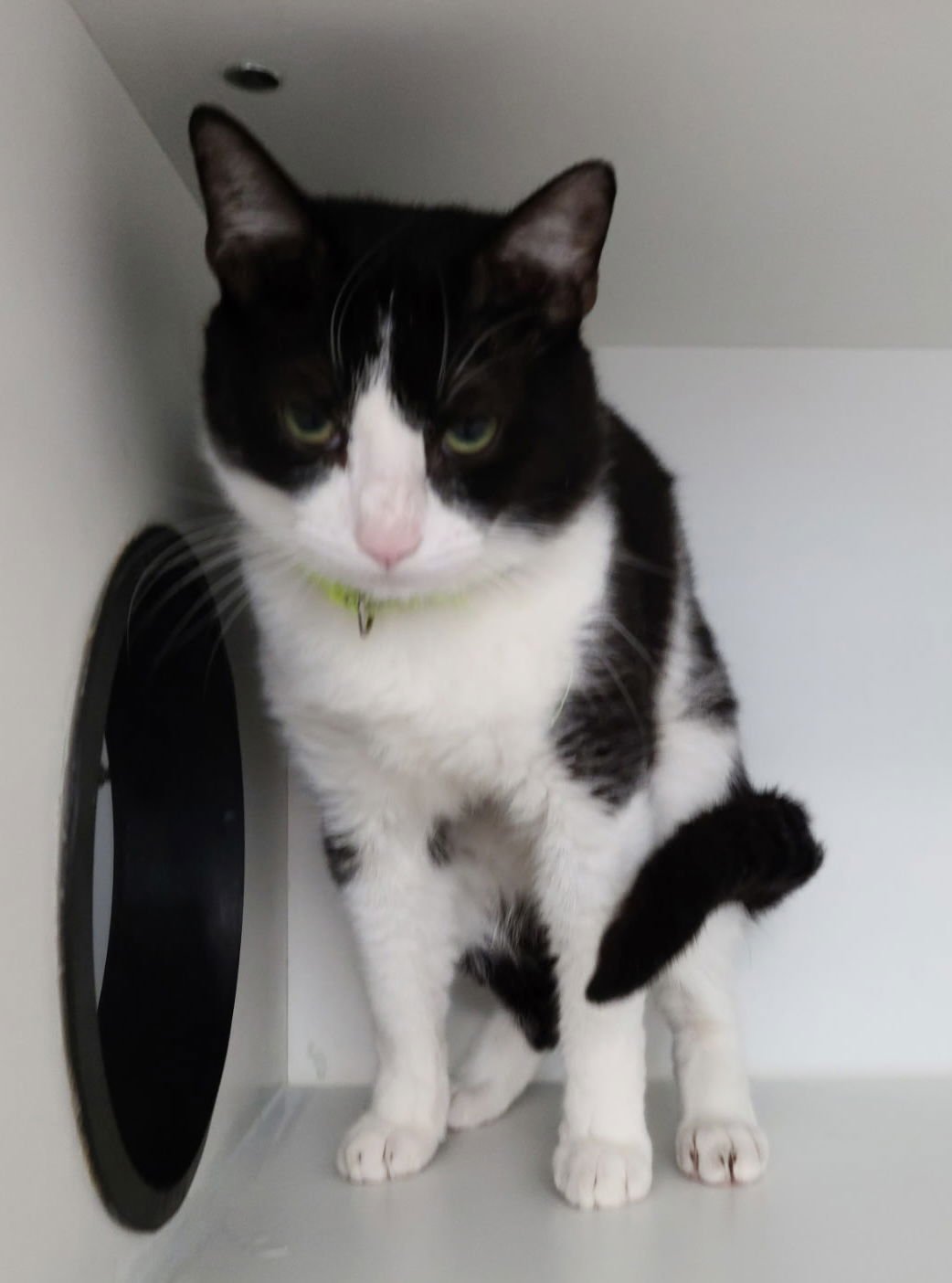 FIEDEL MCKELVEY - Domestic Short Hair available for adoption
