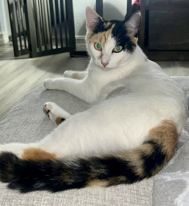 JAPONICA - Domestic Short Hair available for adoption