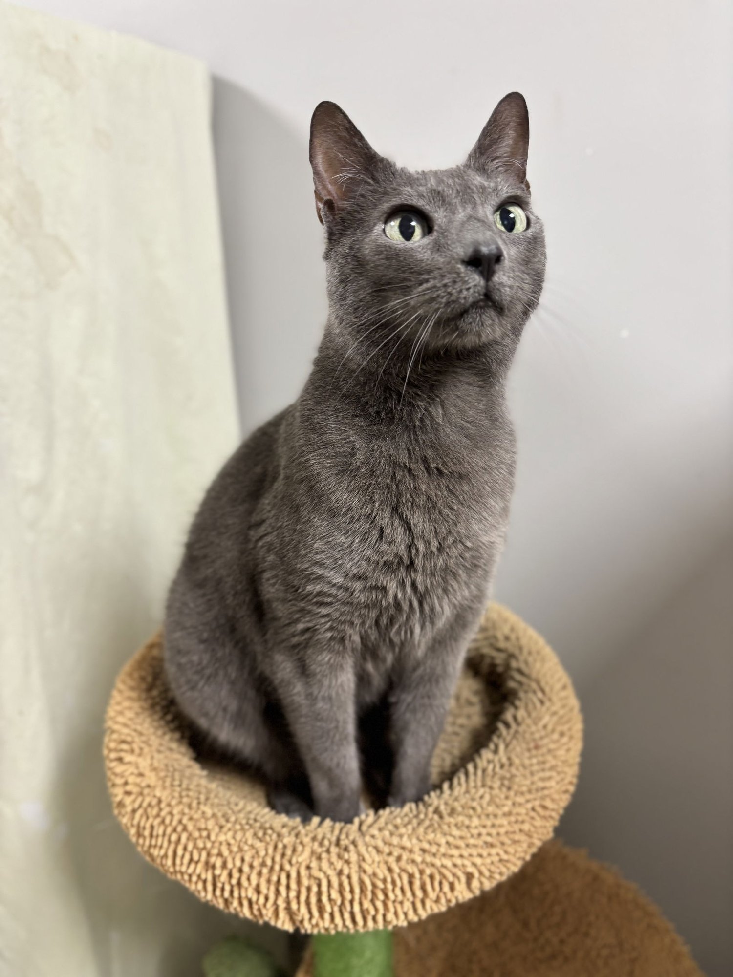 NATASHA - Domestic Short Hair available for adoption