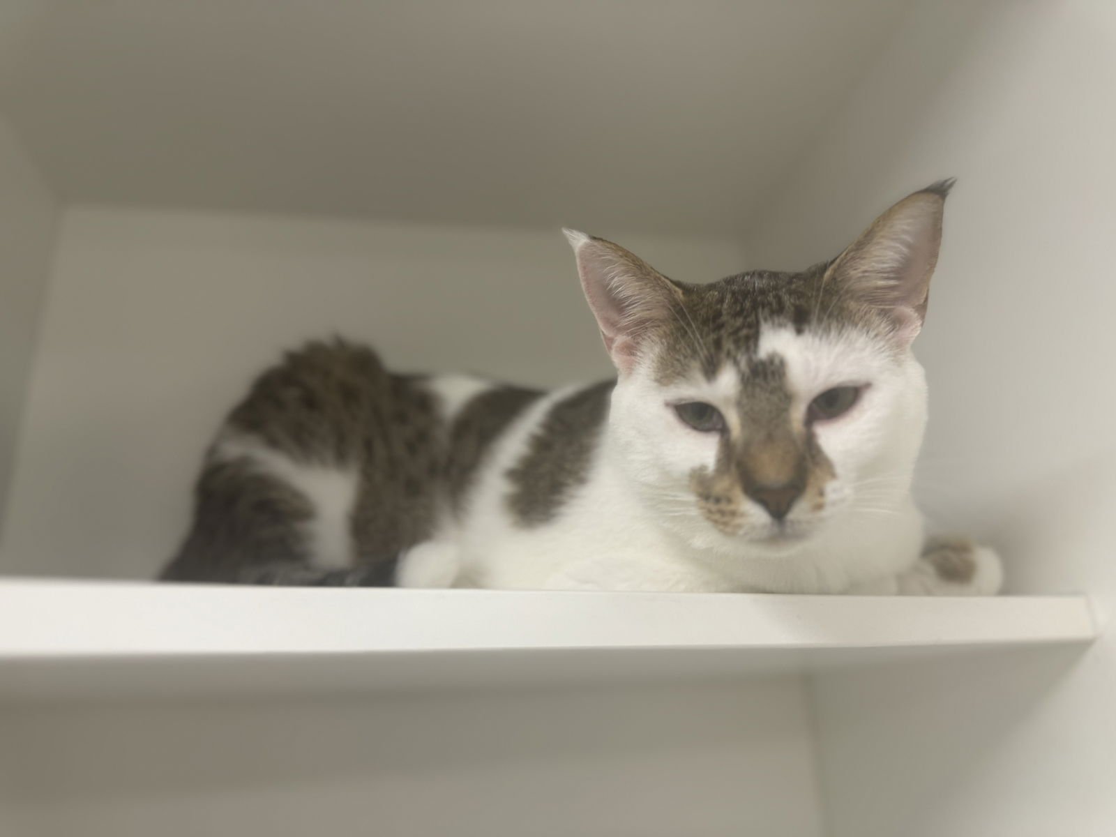 TIPPY CUNNINGHAM - Domestic Short Hair available for adoption