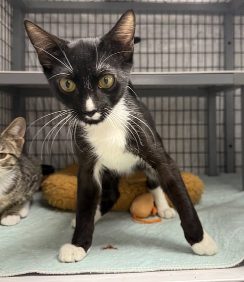 ANTLE - Domestic Short Hair for adoption in Palm Bay