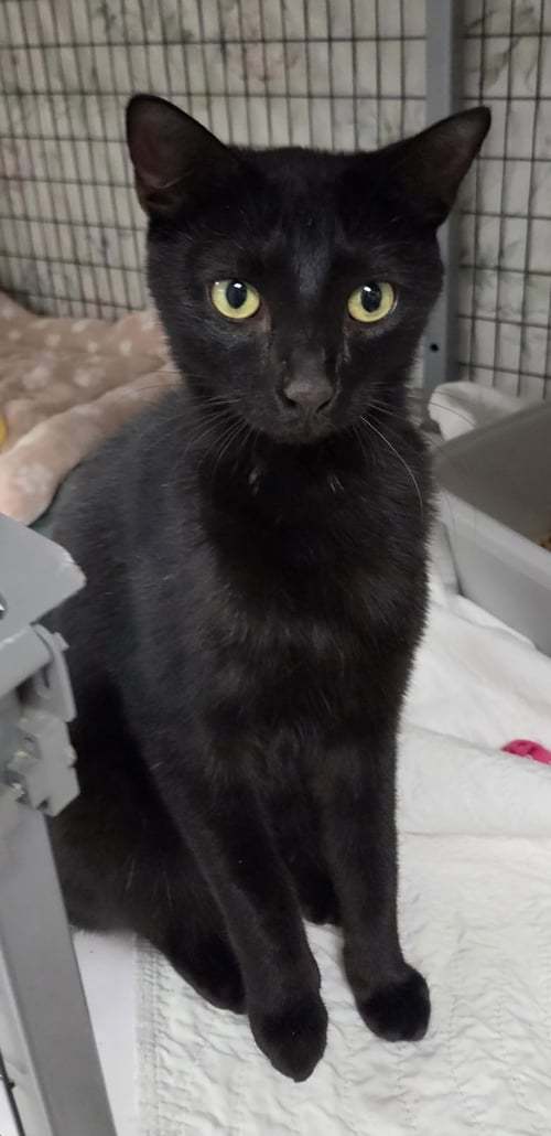 LIMEADE - Domestic Short Hair available for adoption