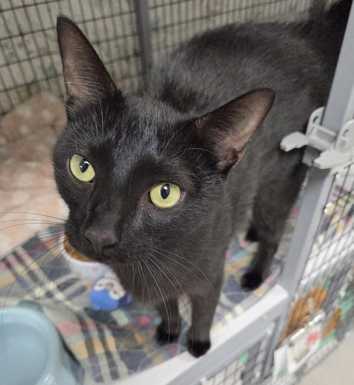 LIMEADE - Domestic Short Hair available for adoption