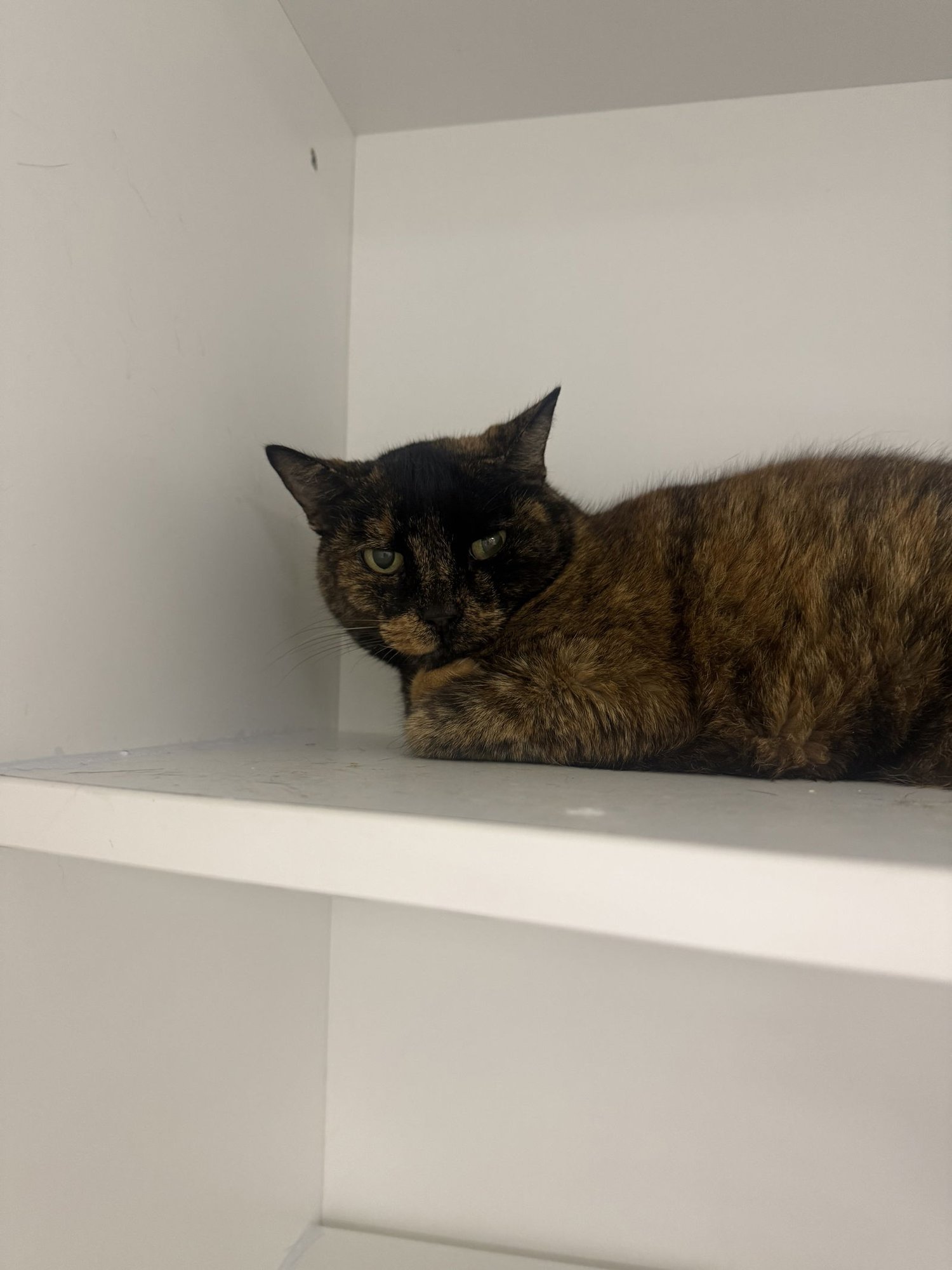 COVE - Domestic Short Hair available for adoption