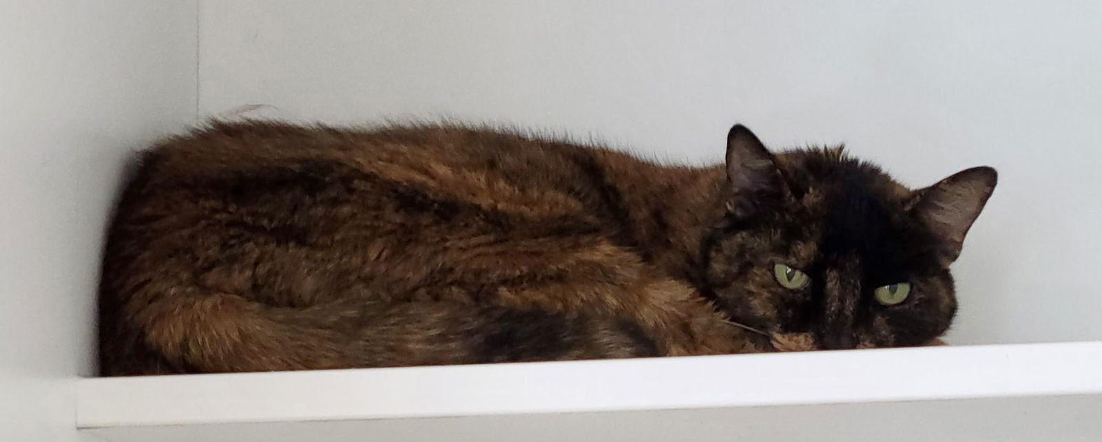 COVE - Domestic Short Hair available for adoption