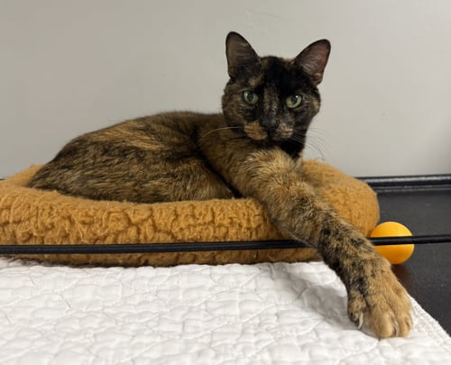 COVE - Domestic Short Hair for adoption in Melbourne
