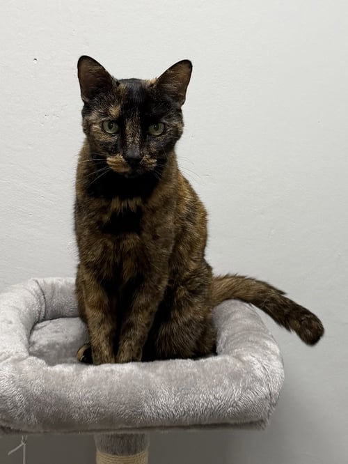 COVE - Domestic Short Hair available for adoption