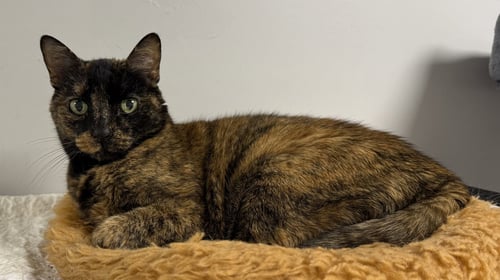 COVE - Domestic Short Hair available for adoption