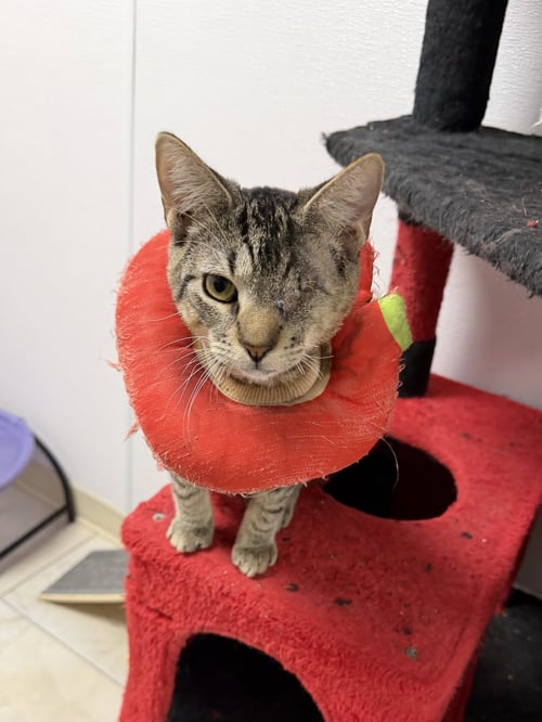 CHROMANCE - Domestic Short Hair available for adoption