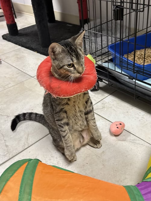 CHROMANCE - Domestic Short Hair available for adoption