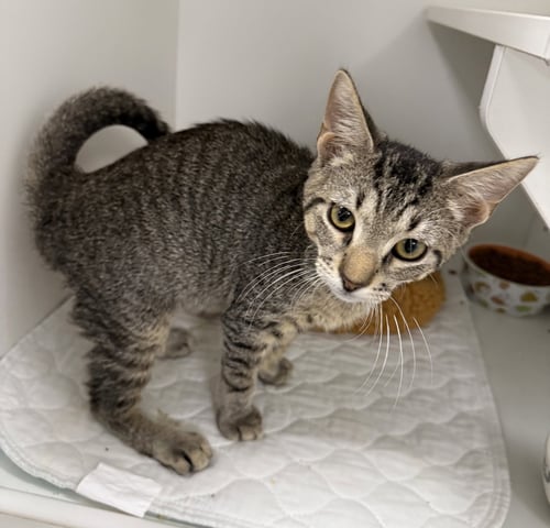 CHROMANCE - Domestic Short Hair available for adoption