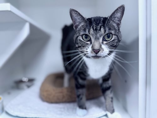 ALLIS - Domestic Short Hair available for adoption