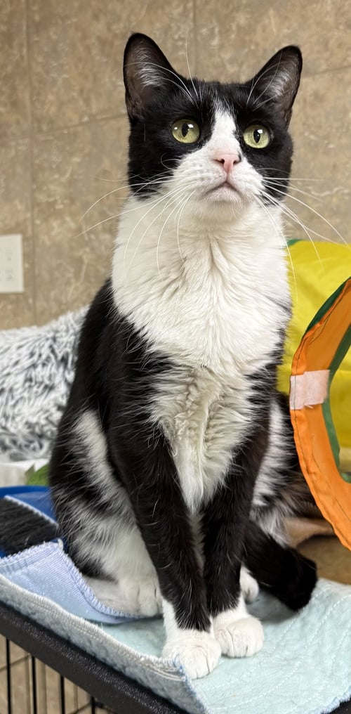 MISSY K - Domestic Short Hair for adoption in Palm Bay