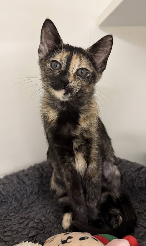 CATIE PURRIE - Domestic Short Hair for adoption in Palm Bay