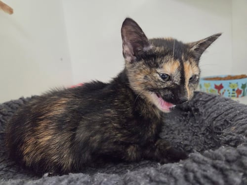 CATIE PURRIE - Domestic Short Hair available for adoption