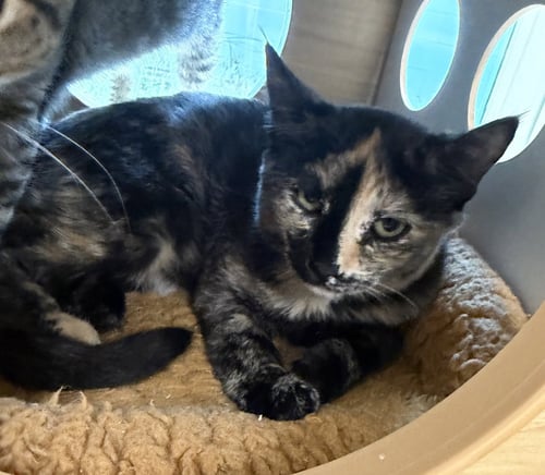 X TREME - Domestic Short Hair available for adoption