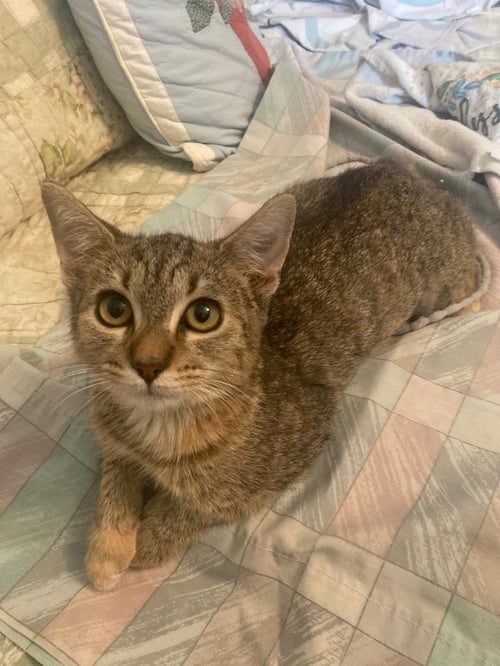 GHILLIES - Domestic Short Hair available for adoption