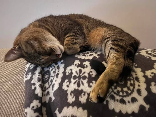 BREA - Domestic Short Hair available for adoption