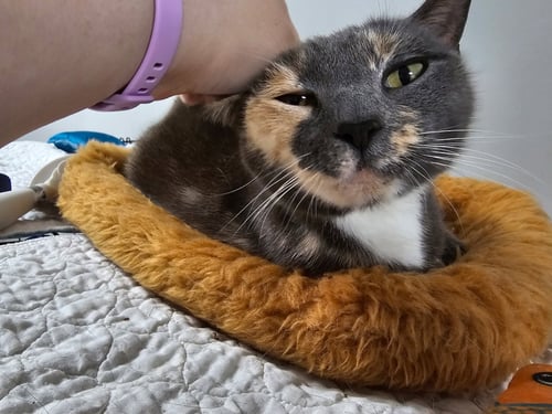 LABUBU - Domestic Short Hair for adoption in Melbourne