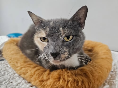 LABUBU - Domestic Short Hair available for adoption