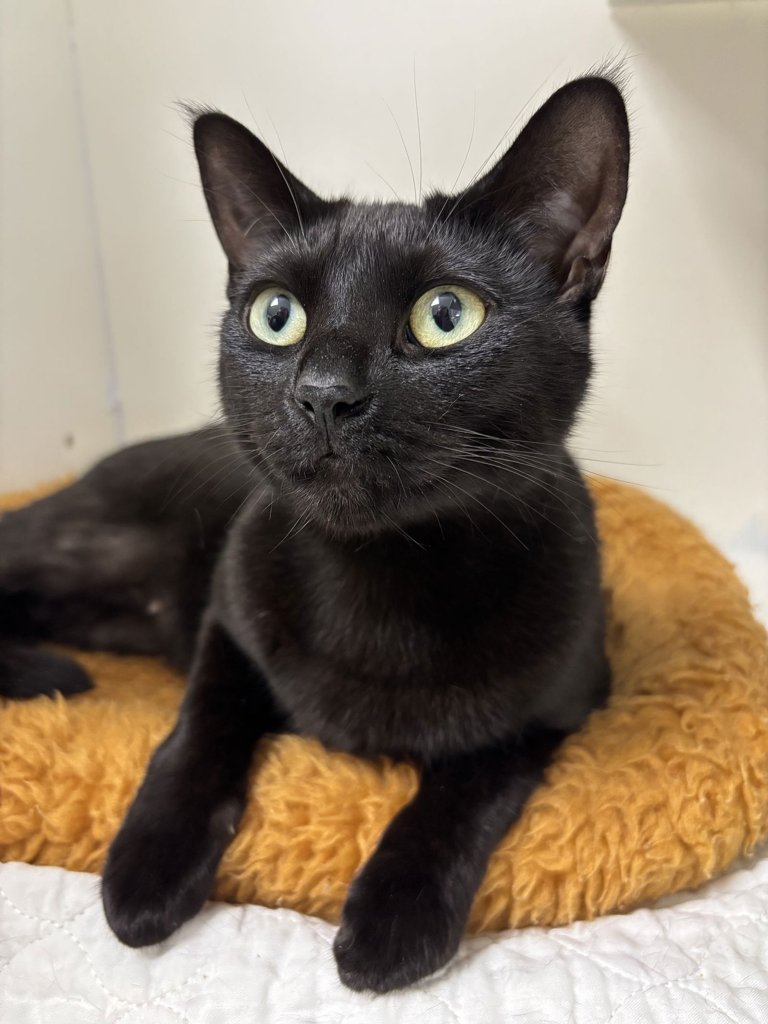 NOBO - Domestic Short Hair available for adoption