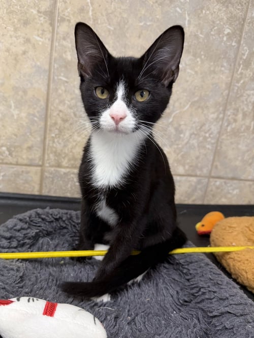 CHOKKU - Domestic Short Hair for adoption in Palm Bay