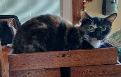 JOSIE YO - Domestic Short Hair available for adoption