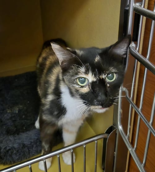 JOSIE YO - Domestic Short Hair available for adoption