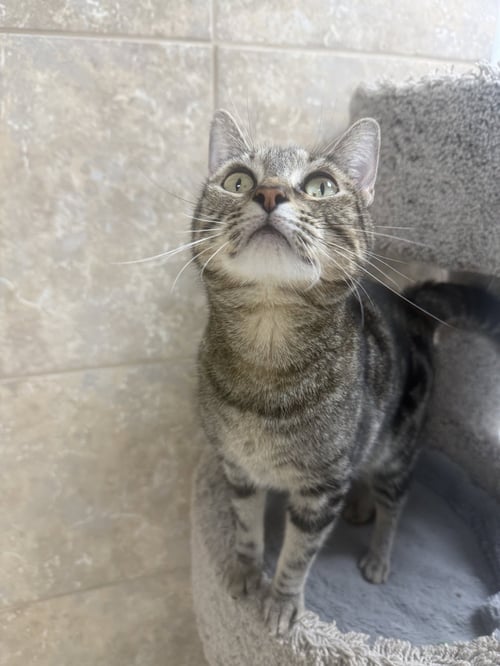 SILVERSTORM - Domestic Short Hair available for adoption