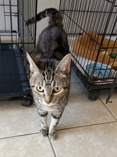 SILVERSTORM - Domestic Short Hair available for adoption